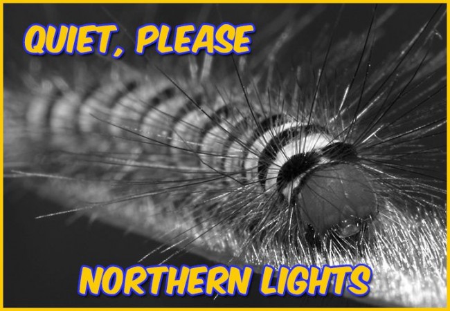 Quiet,Please: Northern Lights